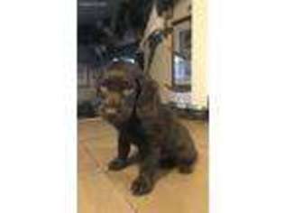 Boykin Spaniel Puppy for sale in Windsor, CO, USA