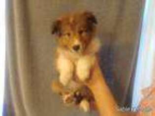 Shetland Sheepdog Puppy for sale in Monmouth, OR, USA