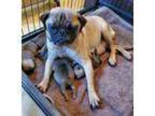 Pug Puppy for sale in Kansas City, MO, USA