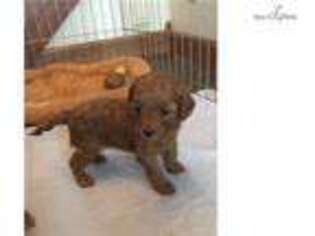 Cavapoo Puppy for sale in Anderson, IN, USA