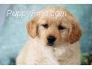 Golden Retriever Puppy for sale in West Plains, MO, USA
