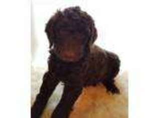 Labradoodle Puppy for sale in Bethany, MO, USA