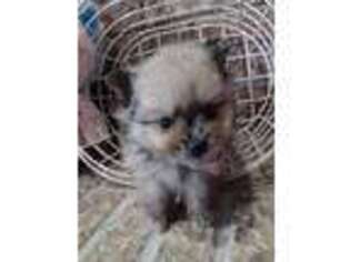 Pomeranian Puppy for sale in Spencerville, IN, USA