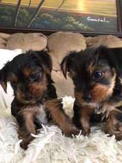 Yorkshire Terrier Puppy for sale in Lake Forest, CA, USA