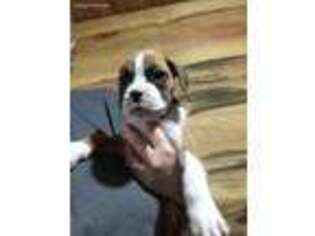 Boxer Puppy for sale in Glenfield, NY, USA