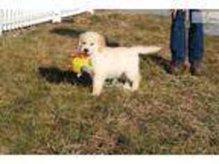 Golden Retriever Puppy for sale in Reading, PA, USA