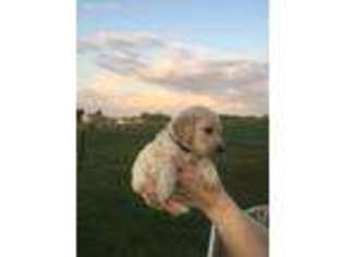 Goldendoodle Puppy for sale in Holts Summit, MO, USA