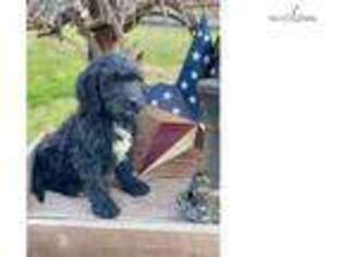 Goldendoodle Puppy for sale in Harrisburg, PA, USA