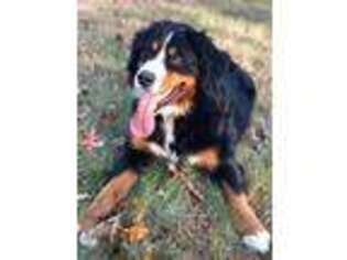 Bernese Mountain Dog Puppy for sale in Harrison, NJ, USA