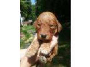 Goldendoodle Puppy for sale in Pittsboro, NC, USA