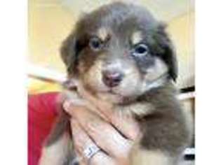 Australian Shepherd Puppy for sale in Wadsworth, OH, USA