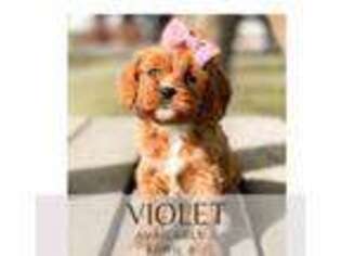 Cavapoo Puppy for sale in Mount Vernon, WA, USA