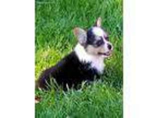 Pembroke Welsh Corgi Puppy for sale in Ottumwa, IA, USA