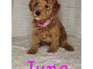 Mutt Puppy for sale in Terreton, ID, USA
