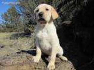Labrador Retriever Puppy for sale in Big Bend, CA, USA