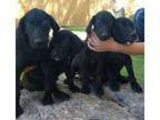 German Shorthaired Pointer Puppy for sale in Tucson, AZ, USA