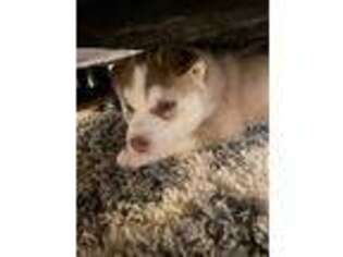 Siberian Husky Puppy for sale in Clifton, NJ, USA