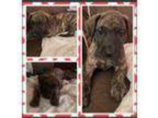 Great Dane Puppy for sale in Gloucester Point, VA, USA