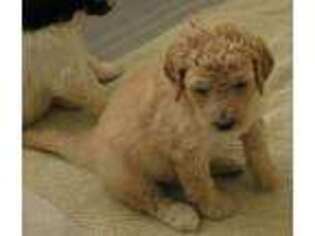 Mutt Puppy for sale in Sevierville, TN, USA