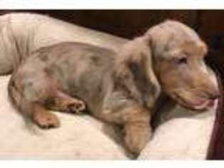 Dachshund Puppy for sale in Cohocton, NY, USA