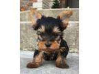 Yorkshire Terrier Puppy for sale in Webb City, MO, USA
