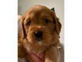 Mutt Puppy for sale in Nichols, SC, USA