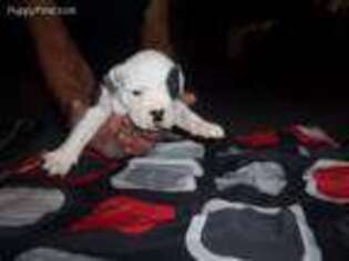 Alapaha Blue Blood Bulldog Puppy for sale in Tooele, UT, USA