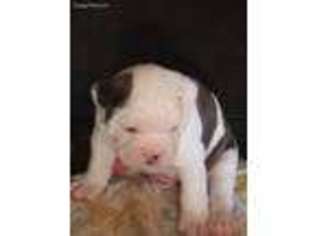 Olde English Bulldogge Puppy for sale in Queen Creek, AZ, USA