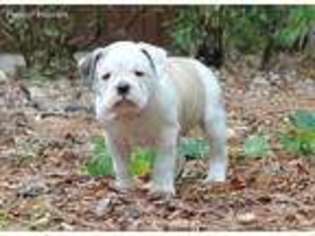 Olde English Bulldogge Puppy for sale in Gainesville, FL, USA