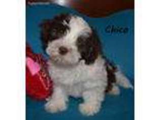 Shih-Poo Puppy for sale in Wellman, IA, USA