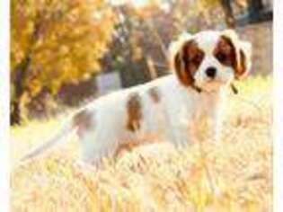 Cavalier King Charles Spaniel Puppy for sale in Broken Arrow, OK, USA