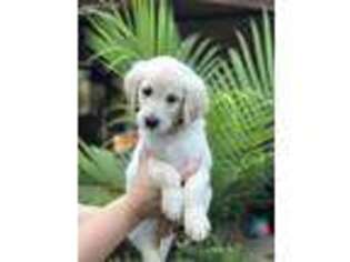 Goldendoodle Puppy for sale in Nixa, MO, USA