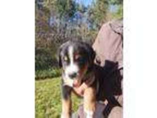 Greater Swiss Mountain Dog Puppy for sale in Pine River, WI, USA