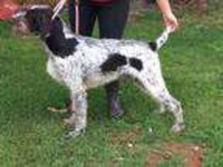 German Wirehaired Pointer Puppy for sale in Cherryville, NC, USA