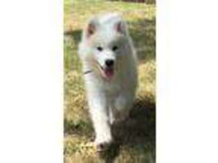 Samoyed Puppy for sale in Chanute, KS, USA