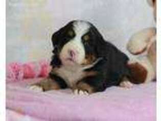 Bernese Mountain Dog Puppy for sale in Dunnville, KY, USA