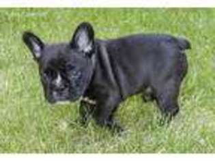 French Bulldog Puppy for sale in Montevideo, MN, USA