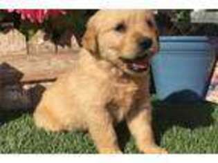 Golden Retriever Puppy for sale in Oklahoma City, OK, USA