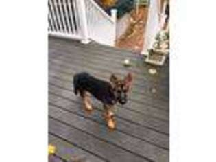 German Shepherd Dog Puppy for sale in Willimantic, CT, USA
