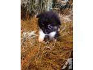 Australian Shepherd Puppy for sale in MUNCIE, IN, USA