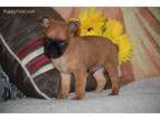 Brussels Griffon Puppy for sale in Apple Creek, OH, USA