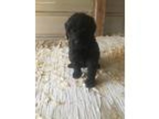 Goldendoodle Puppy for sale in Robbinsville, NC, USA