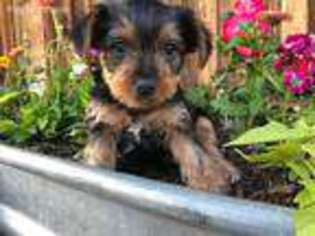 Yorkshire Terrier Puppy for sale in Bayfield, CO, USA