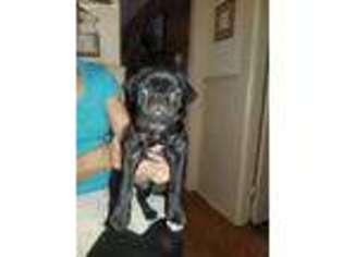 Pug Puppy for sale in Woonsocket, RI, USA