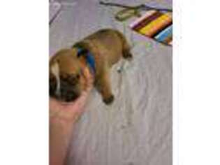 Mutt Puppy for sale in Sandersville, GA, USA