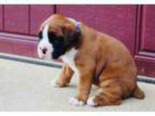 Boxer Puppy for sale in Bridgeton, NJ, USA