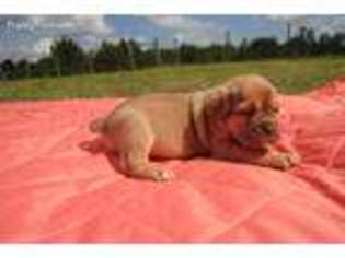 Olde English Bulldogge Puppy for sale in Silsbee, TX, USA