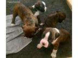 Boxer Puppy for sale in Spartanburg, SC, USA