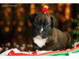 Boxer Puppy for sale in Logansport, IN, USA