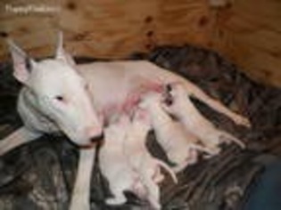 Bull Terrier Puppy for sale in Fairfield, IL, USA